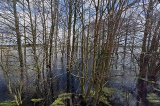 Zatopiony las woj. lubelskie