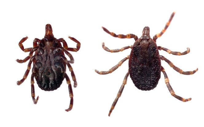 Tokary, woj. pomorskie