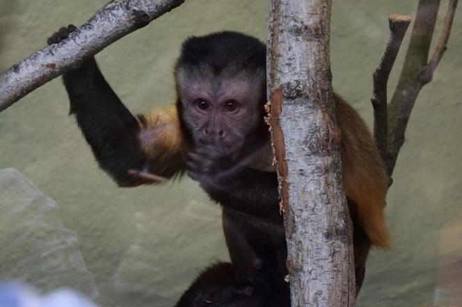 Lucjana można spotkać w ptaszarni na terenie Starego Zoo.