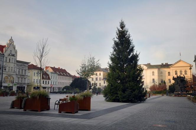 Bydgoszcz: Choinka z Borów Tucholskich stanęła na Starym Rynku