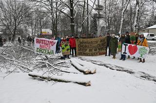 Zostawcie drzewa w spokoju. Mieszkańcy Wołomina protestują przeciwko wycince 