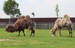 Pomysł na wycieczkę niedaleko Lublina? Zoo w Wojciechowie to idealny kierunek!