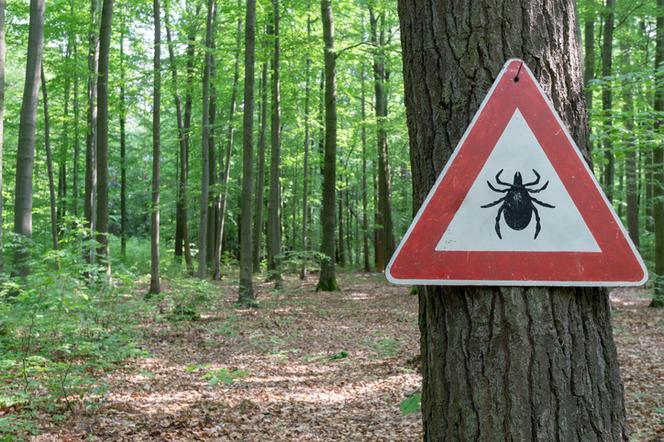 Na kleszcze łatwo można natknąć się na terenach zielonych