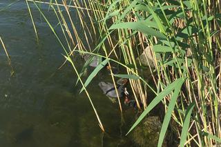 Byliśmy nad bydgoskim Balatonem 