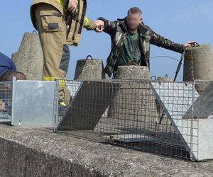 Pies uwieziony na falochronie.