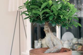 Bonsai Ficus 'Ginseng' – modna roślina do domu. Jak pielęgnować fikus bonsai, by nie opadały liście?