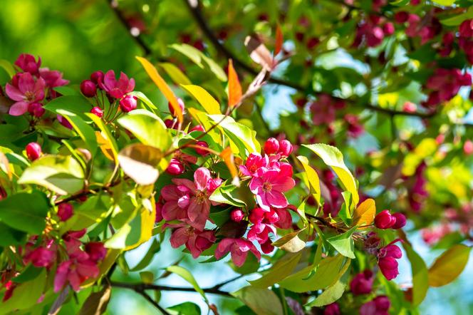 Jabłoń 'Ola' - Malus 'Ola'