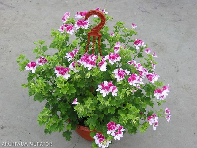 Pelargonia