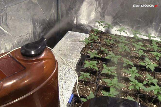  W pralni chemicznej, jak w serialu kryminalnym. Zamiast prania - plantacja