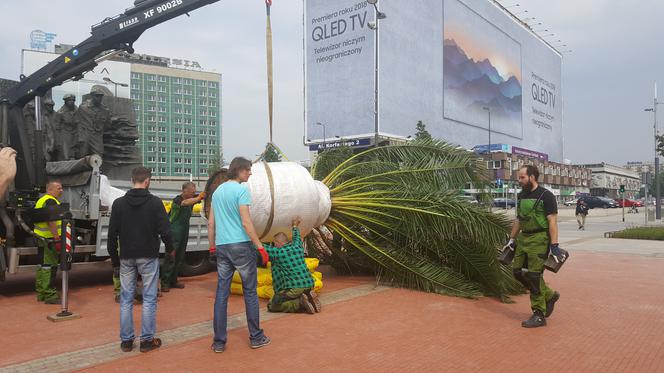 Palmy wróciły na rynek w Katowicach