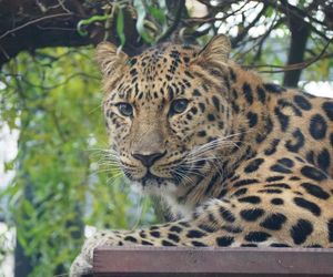 Kicia ze sklejką Nowa mieszkanka zoo w Warszawie. Na wolności żyje tylko 130 osobników