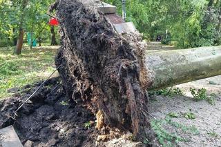 Burza w Wielkopolsce. Powalone drzewa zablokowały wiele dróg w Pile 