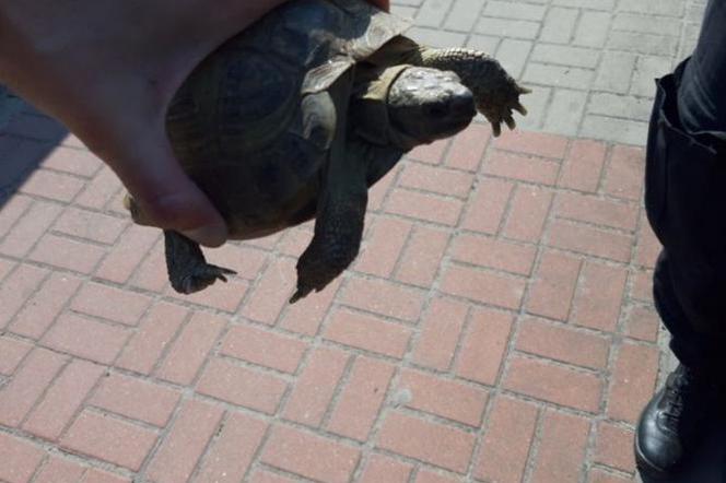 Uwaga - żółw na ulicach Kalisza