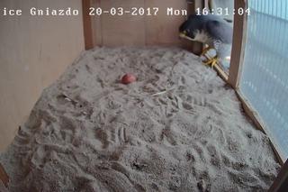 Gniazdo sokoła wędrownego w Policach