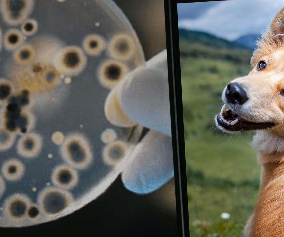 Zabójczy grzyb ukrywa się w psich uszach?! Naukowcy ostrzegają przed zarazą