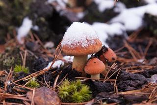 Grzybobranie 2023. Te grzyby rośną też zimą! Możesz już teraz szukać ich w lesie 