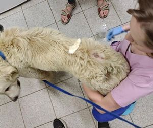 Tak traktowano psa na Podhalu. Właściciel nie zdejmował mu obroży od 12 lat