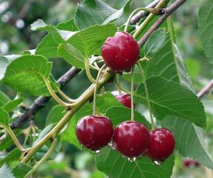 Mężczyźni kradli czereśnie, a potem rozpętali awanturę! Właściciele byli w szoku