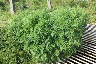 Marihuana w Imielinie