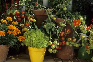 Pomidory na balkonie