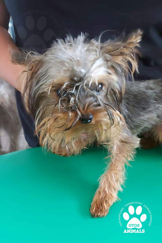 Nie żyje właścicielka pseudo hodowli w Bydgoszczy! 85 psów żyło w strasznych warunkach