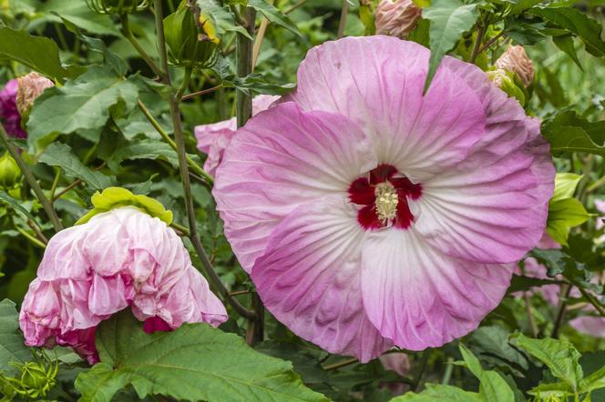 Hibiskus bagienny