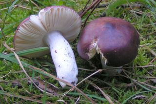 Grzyby w kujawsko-pomorskim