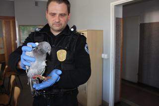 Nietypowa interwencja Strażników Patrolu Eko z Torunia. Wysłali gołębia pocztowego... pocztą!