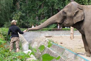 ZOO Wrocław - bilety, cennik 2023, godziny otwarcia. Jak dojechać? Mapa, parking