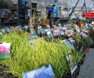 Magiczny, zielony świat czeka. Jesienny Festiwal Roślin wkrótce w Kielcach 