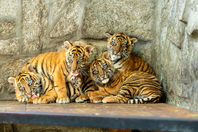 Niesamowite narodziny we wrocławskim zoo. Na świat przyszły cztery tygrysy sumatrzańskie 