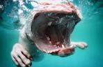 Wodne potwory, czyli zdjęcia psów pod powierzchnią wody [ZDJĘCIA]