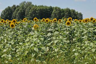 Sezon na Selfi w słonecznikach właśnie się zaczął 