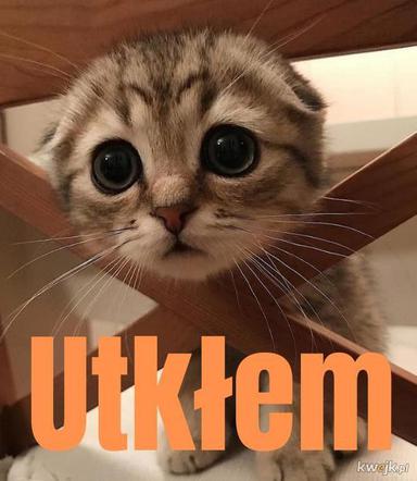 Dzień Kota 2020