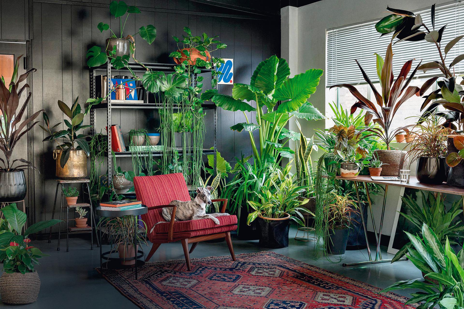 Купить комнат цветы. Растения в интерьере. Комнатные растения в интерьере квартиры. Комнатные растения для темных помещений. Комната с растениями.