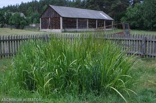 Hydrobotaniczna przydomowa oczyszczalnia ścieków. Budowa, koszty eksploatacji, sposób działania