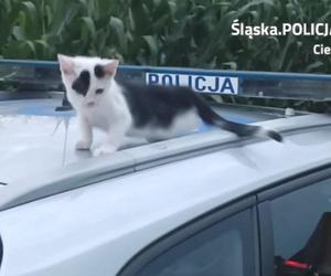 Policjant uratowal kota na wiślance