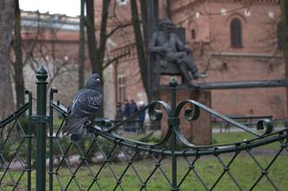 Światowy Dzień... Gołębia! Zobacz najlepsze ciekawostki o krakowskich szkodnikach [GALERIA]