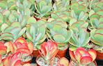 Kalanchoe wiechowate