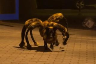 SA Wardęga i pies pająk powracają: Mutant Giant Spider Dog 2 na Halloween 2015!