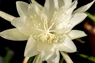 Królowa Nocy (Epiphyllum oxypetalum)