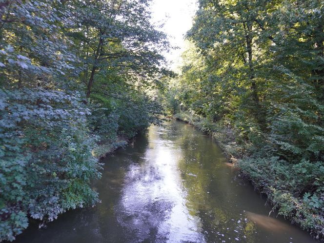 tłumy spokojnie spacerujących spacerowiczów w Pszczynie ZDJĘCIA