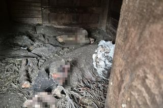 Dramat w Pruszkowie. Przetrzymywał zwierzęta w skandalicznych warunkach. Właściciel próbował się ich pozbyć
