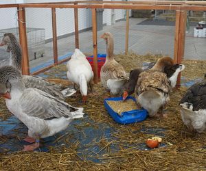 ZOOPARK w Lublinie. „Postawiliśmy na polski las. Chcemy promować nasze zwierzątka”