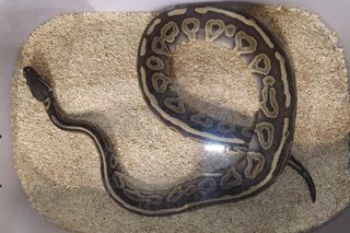 Zwierzęta gatunków chronionych trafiły w ręce policji