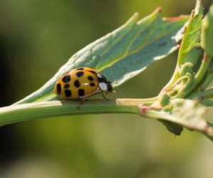 Coraz częściej pojawiają się w naszych domach! Szukają ciepła