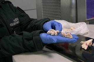  Przemyt koralowców na lotnisku w Jasionce