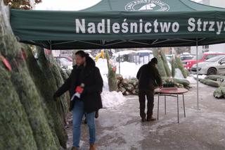 Duże zainteresowanie choinkami za oddanie krwi. 100 sztuk poszło w kilka godzin! 