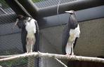 Nowi mieszkańcy zamojskiego Zoo: mangusta błotna, bociany białobrzuche