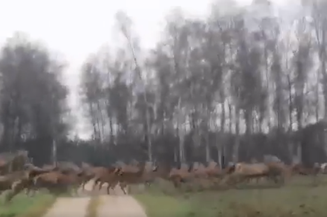 Nadleśnictwo Napromek. Imponujące stado jeleni przebiegło przez drogę